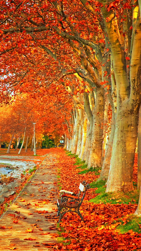 Nice Trees in Autumn in the City screenshot