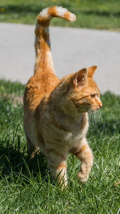 Cats in istanbul screenshot