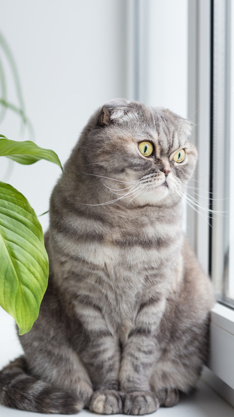 What do I need to prepare for raising cats in the building 7 screenshot