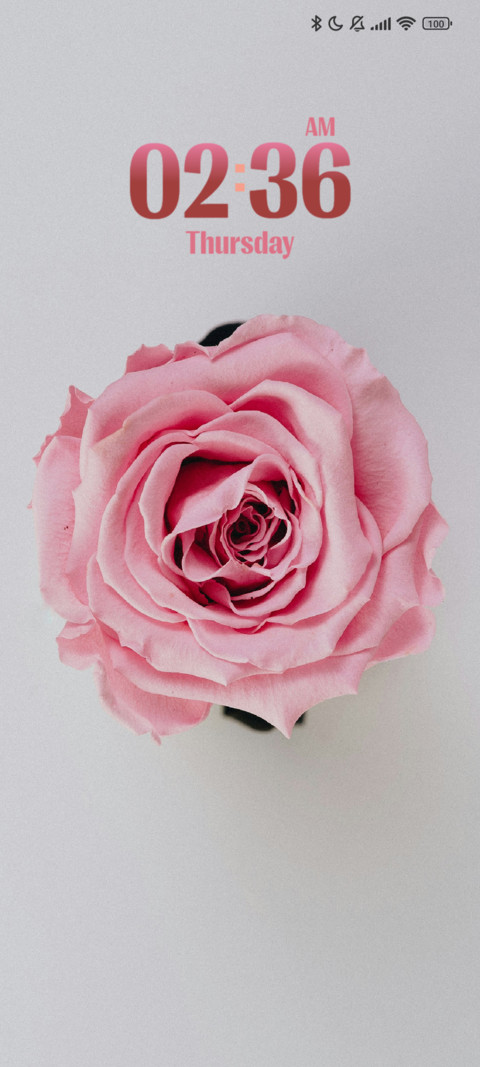 Pink Rose screenshot
