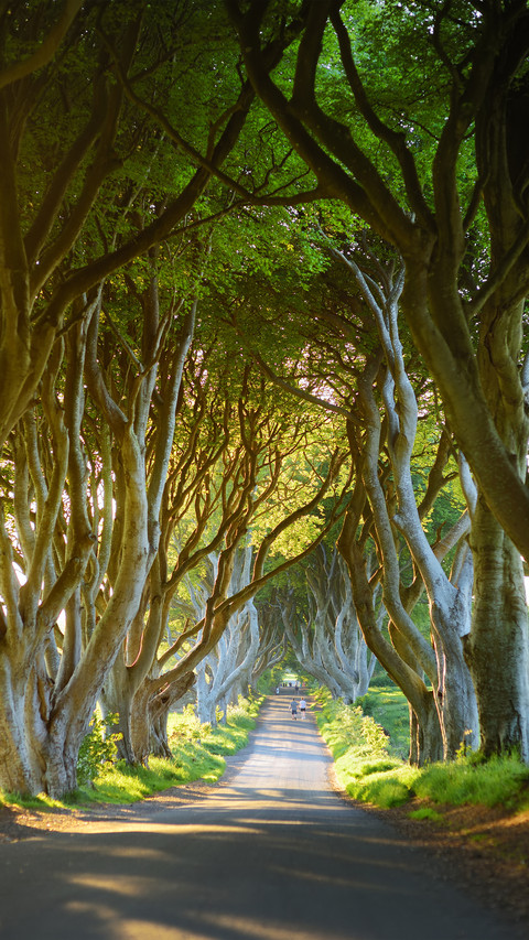 Green tree screenshot