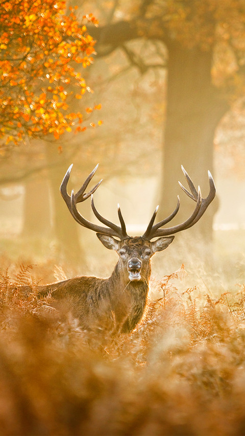 The red deer in the field screenshot