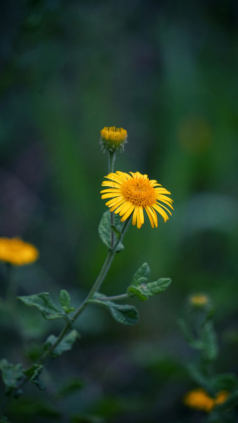 Fresh Daisy screenshot