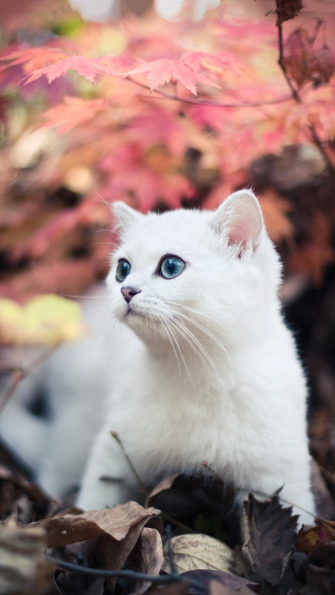 Pet cat56 screenshot