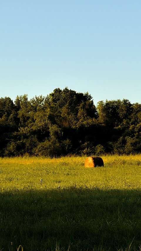 Sunlight on the golden field screenshot