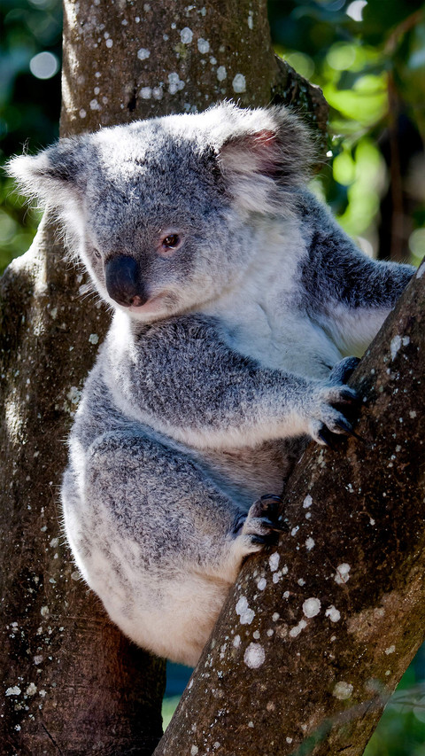 Cute koala-01 screenshot