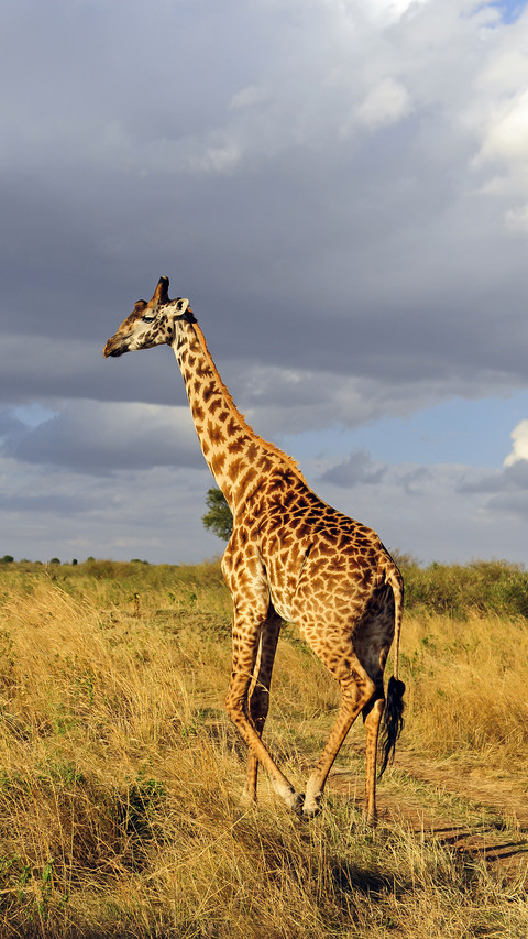 A standing and sleeping giraffe screenshot