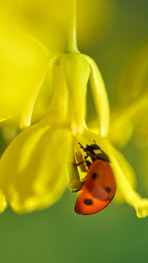 Color insects-01 screenshot