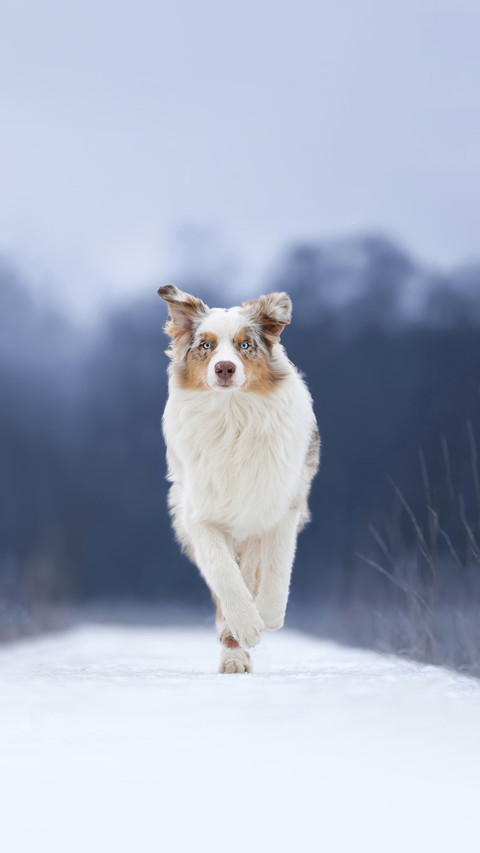 Australian shepherd dog running in snowy landscape screenshot