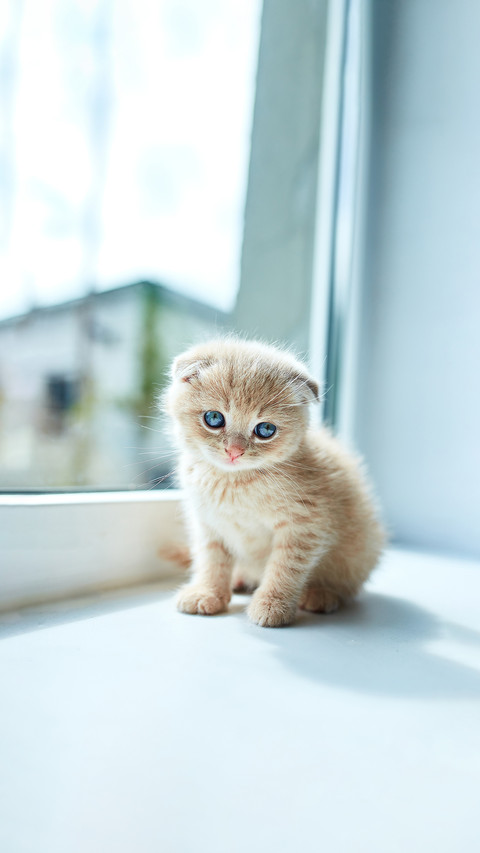 British little playful kitten at home near the window screenshot