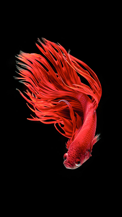 Selected thai fighting fish screenshot