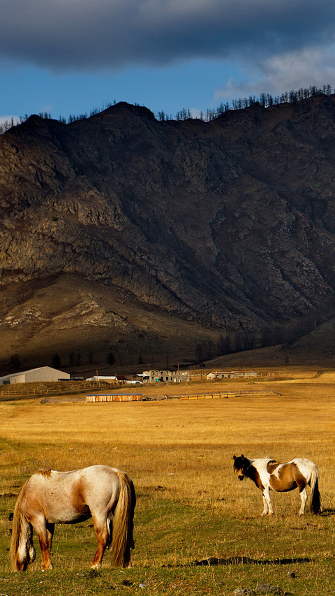 Grassland lean horse-01 screenshot