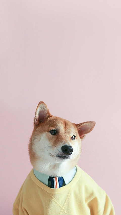西服柴犬 screenshot