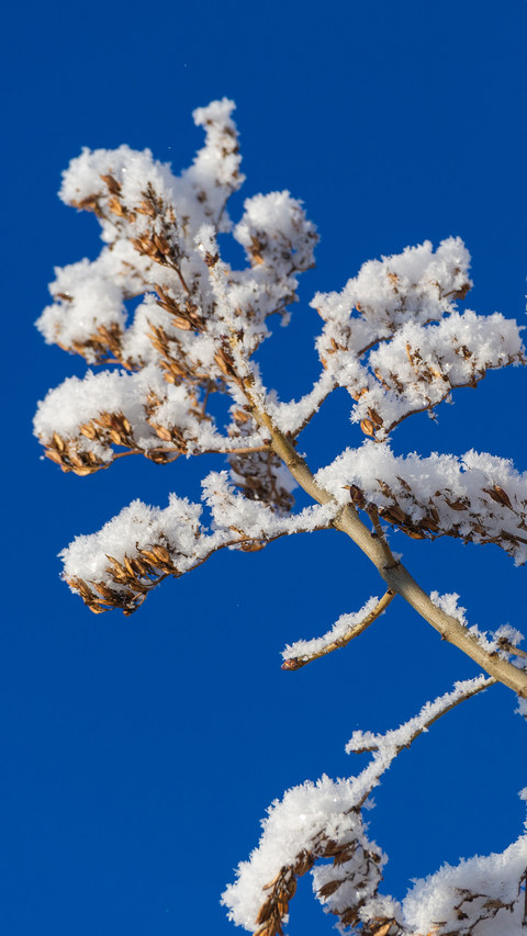 Winter Snowfield screenshot