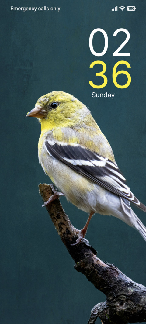 Forest Echo screenshot