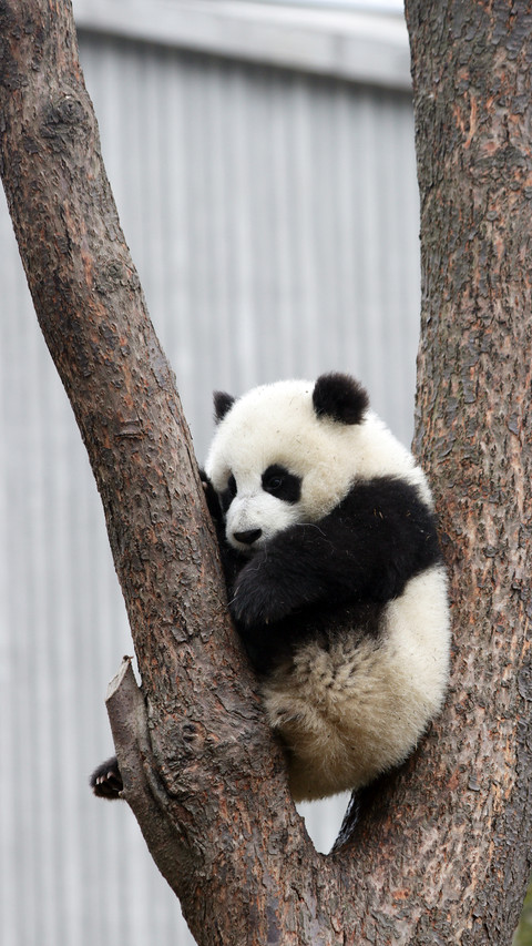 Lovely animals-12 screenshot