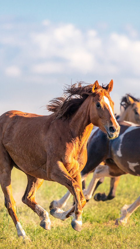A wild horse running freely screenshot