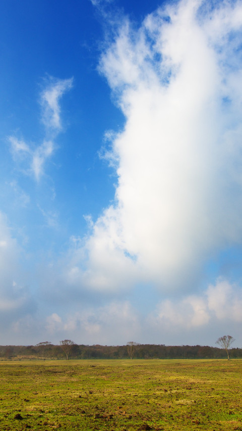 Scenic views of grassland pastures on Jeju Island screenshot