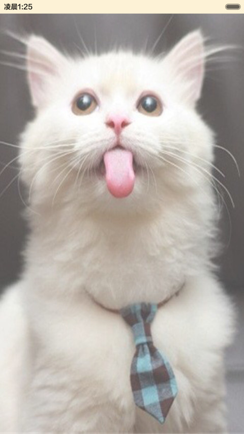 萌得嘶猫 screenshot
