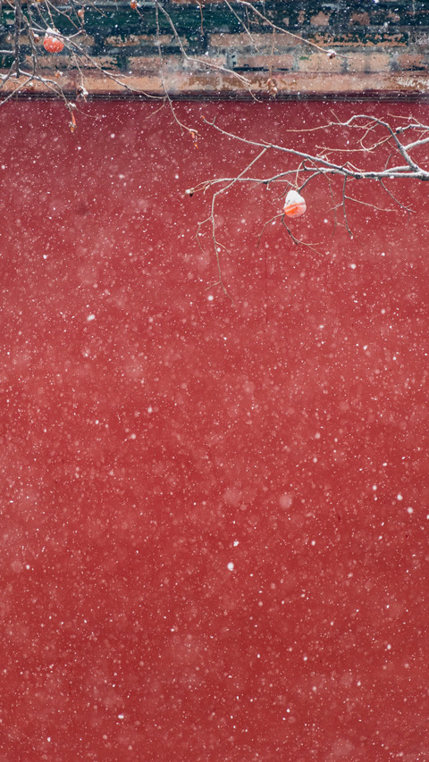 Winter snow reflects red persimmons screenshot