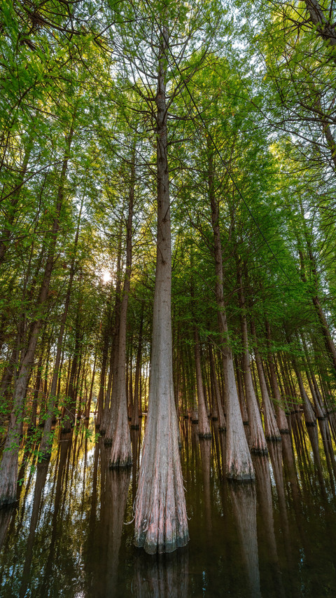 The morning light of kunming wetland screenshot
