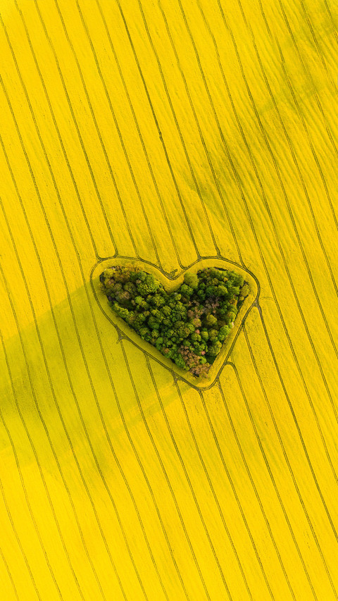 Inventory of nutritional value of rapeseed flowers screenshot