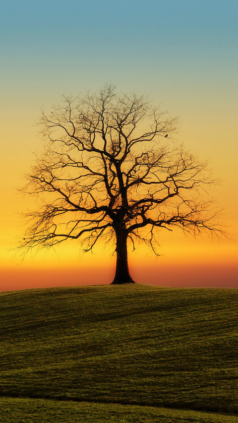 Tree-fic (5) screenshot