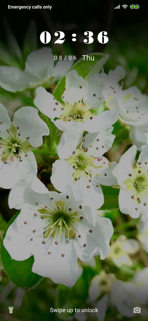 Pear Blossom - 3MDS screenshot