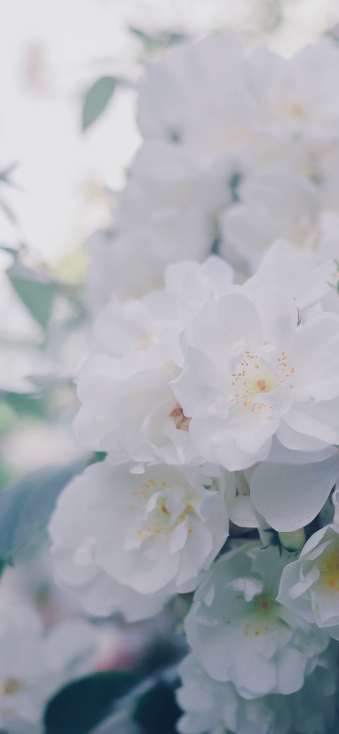 花事 screenshot