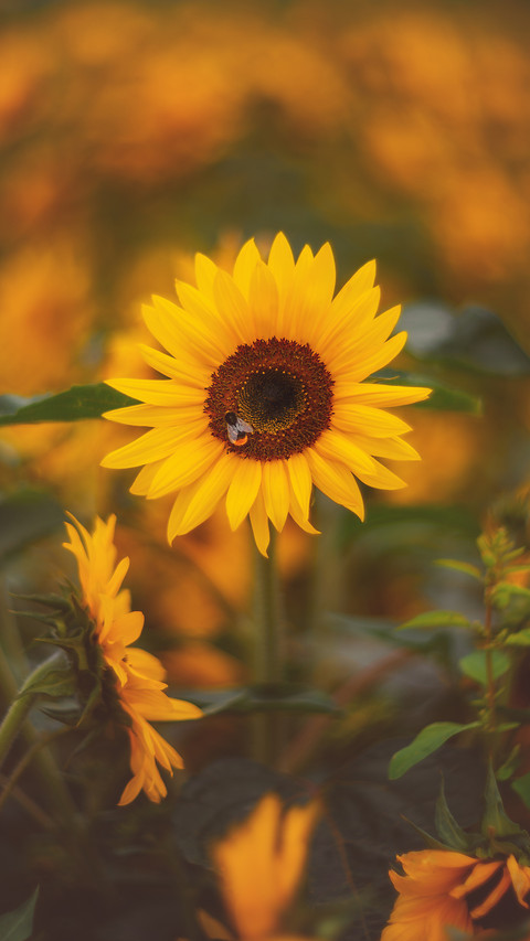 beautiful flower-03 screenshot