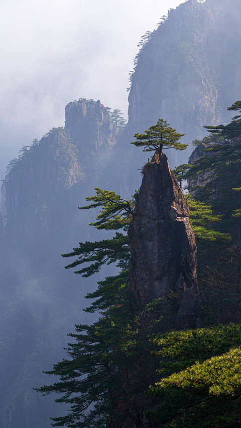 The sea of clouds and the rippling pine trees reflect on screenshot