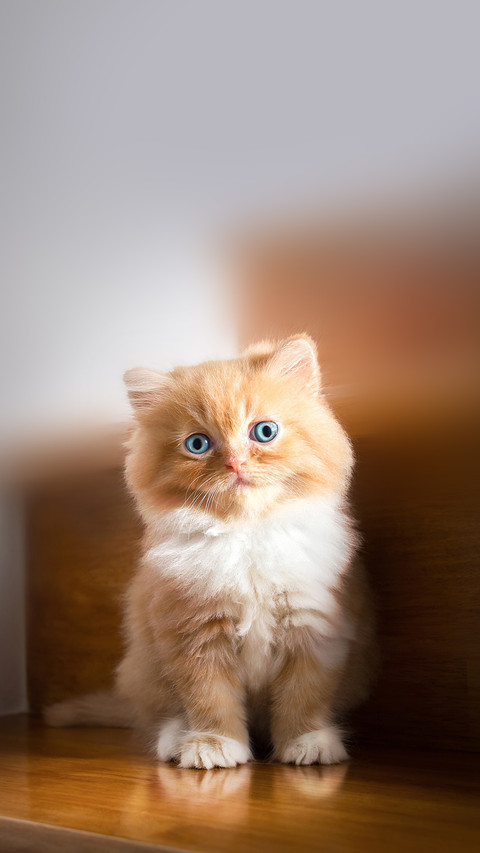 Cute little red kitten Persian Cat Siting on stairs at home screenshot