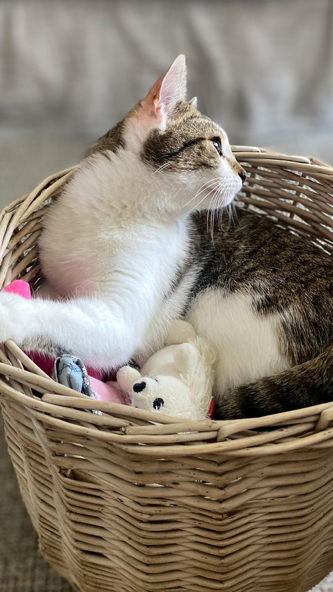 The cat in the basket screenshot