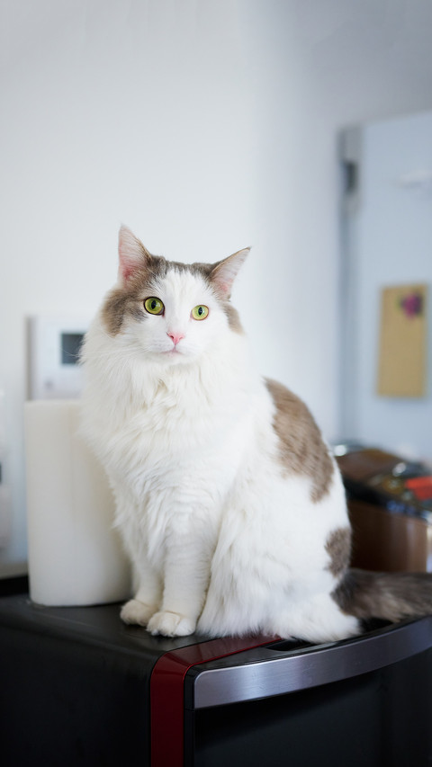White cat sitting on top of kitchen appliance at home screenshot