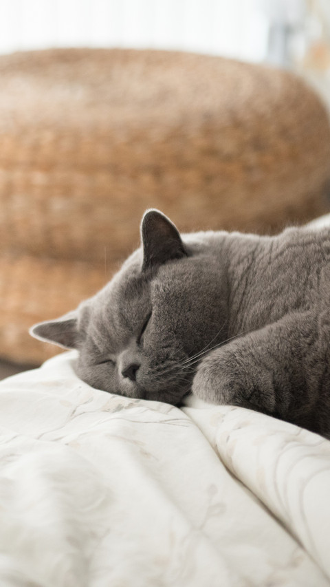 The secret hidden in the cats sleeping position screenshot
