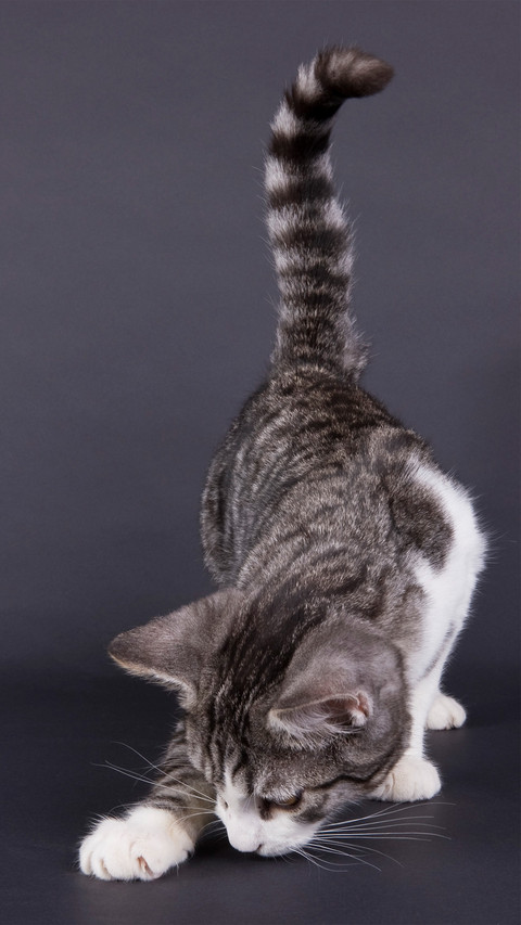 A sniffing cat screenshot
