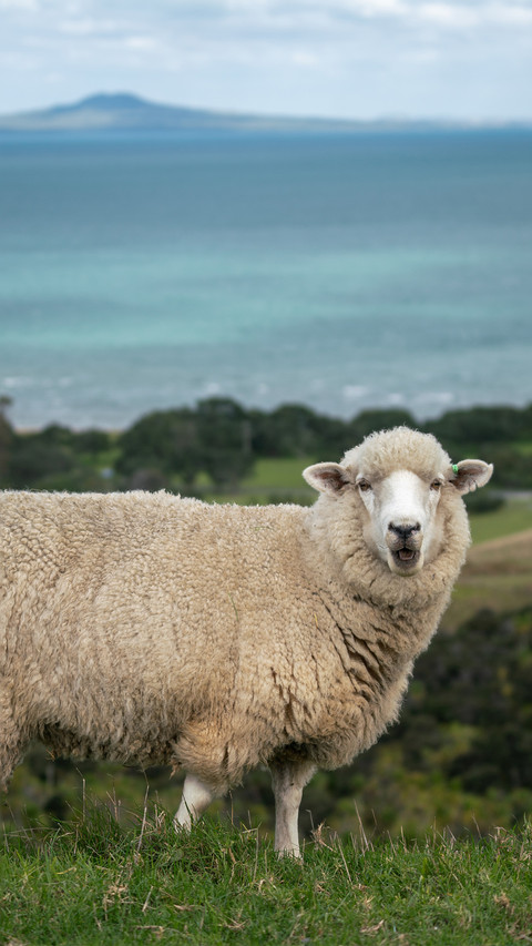 The sheep on the farm screenshot