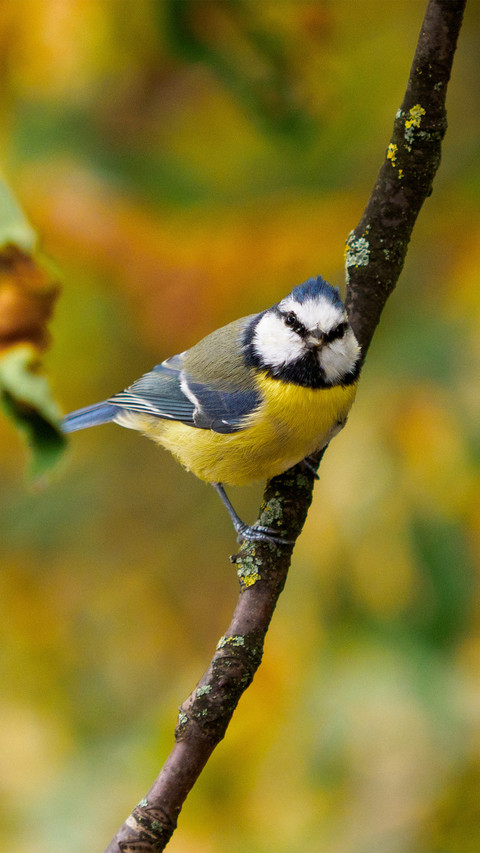 The german blue songfinch perches on the branches screenshot