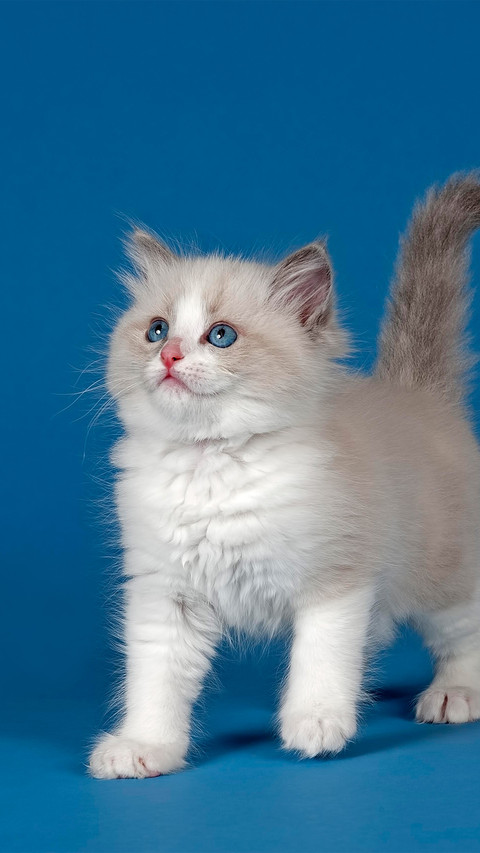 A blue background stuffed cat screenshot