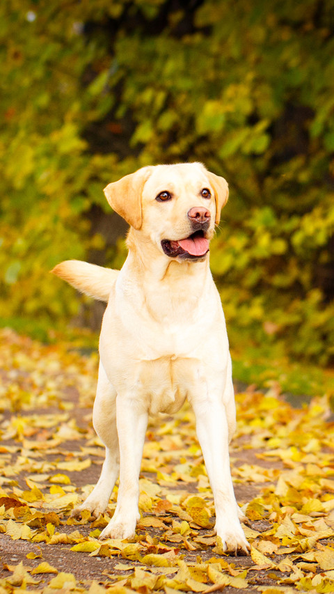 Dog (4) screenshot