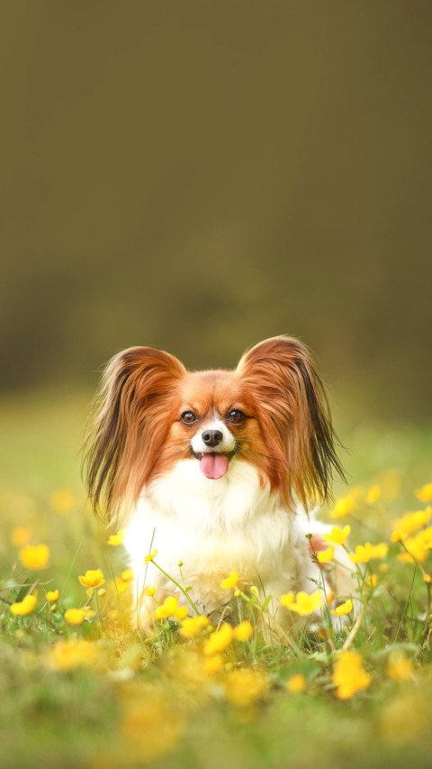 Dog portrait in the forest between flowers screenshot