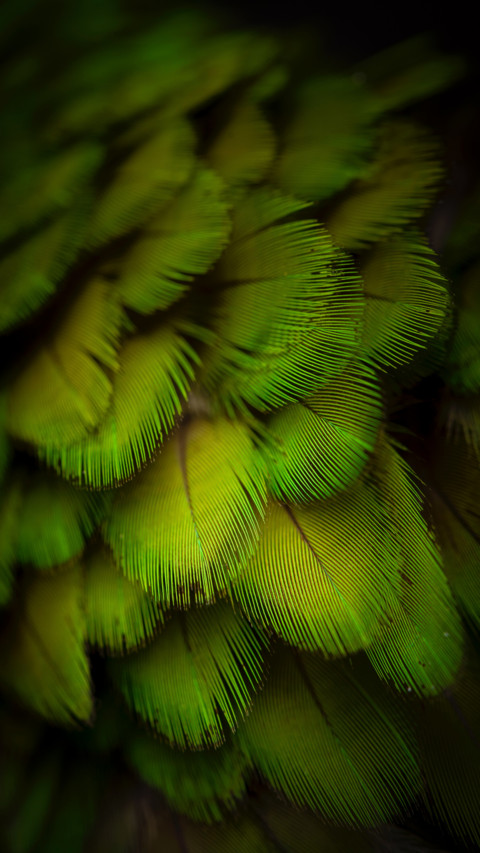 Macro  (16) screenshot