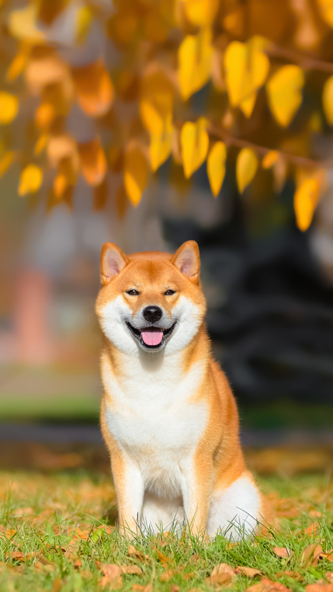 A Dog Breed Shiba Inu  Sitting Under A Birch Tree screenshot