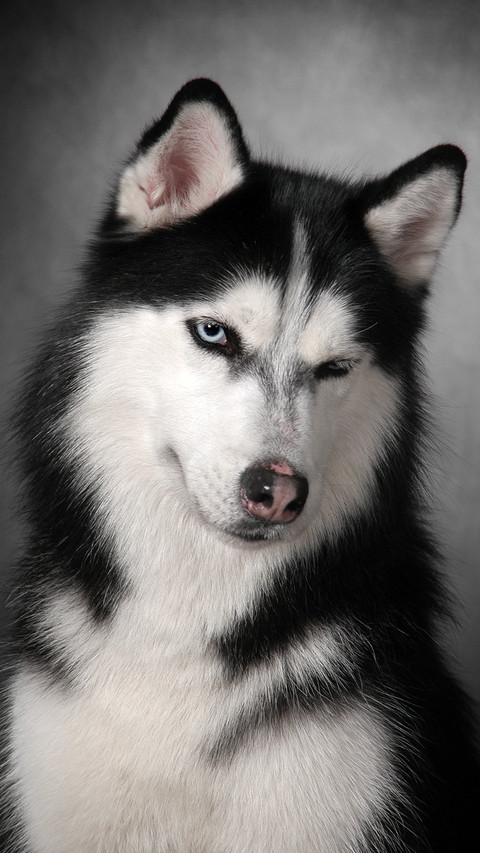 调皮的阿拉斯加雪橇犬 screenshot