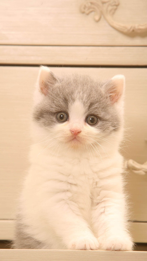 Cat (5) screenshot