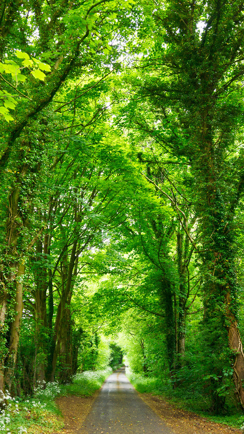 Forest Green Path screenshot