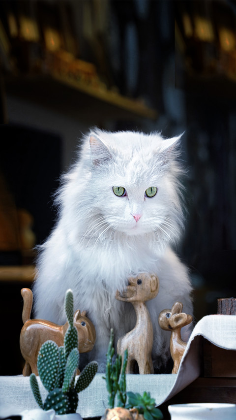 Cat screenshot