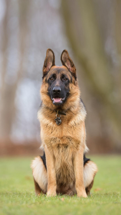 Dog190 screenshot