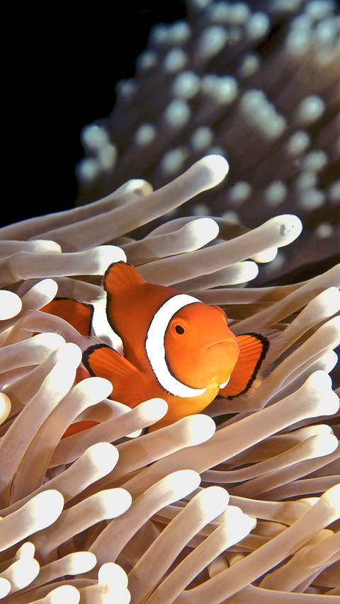 Clownfish screenshot