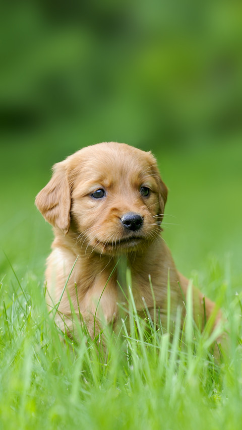 Golden Retriever Puppy, four weeks old screenshot